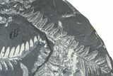 Fossil Seed Fern (Alethopteris & Pecopteris) Plate - Pennsylvania #368191-1